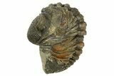 Wide, Curled Morocops Trilobite - Morocco #323238-1